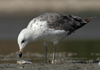 Larus armenicus